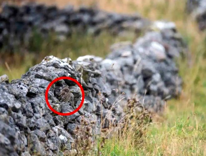 Haberdeki fotoğrafa çok dikkatli bakın ayrıntıyı görebilecek misiniz?