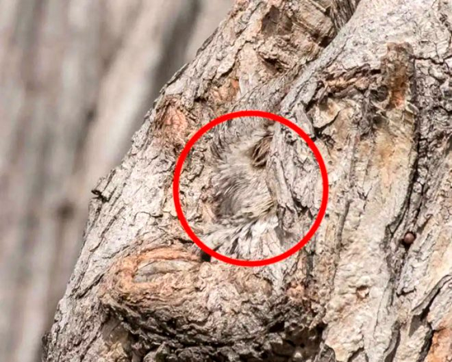 Haberdeki fotoğrafa çok dikkatli bakın ayrıntıyı görebilecek misiniz?