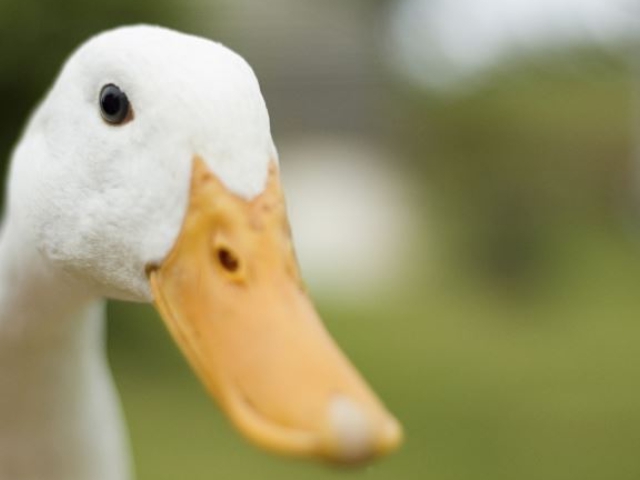 Çekirge istilasına 100 bin ördek