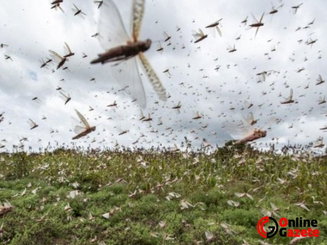 Çekirge istilası nerede? Çekirgeler nereye gidiyor ve hangi ülkeyi bastı?