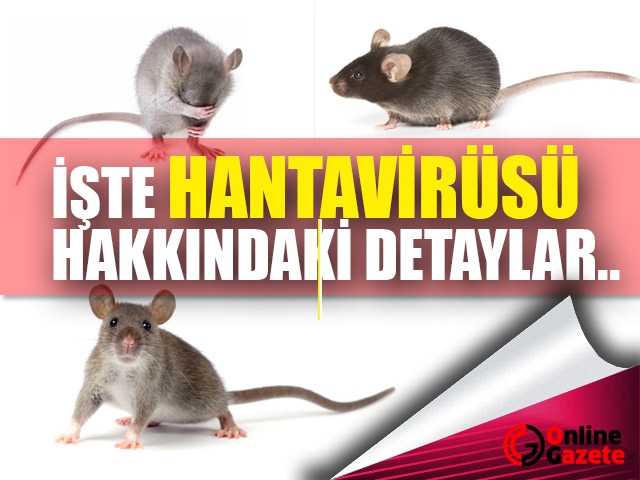 Hanta Virüs Nedir?