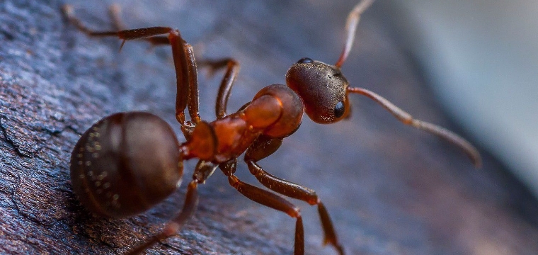 Avustralya'da karınca krizi