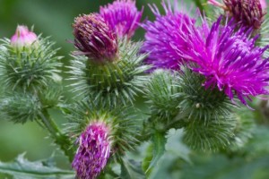 Haftada 3 gün tüketin yeter... Ciğerlerinizi ilk günkü haline getiriyor!