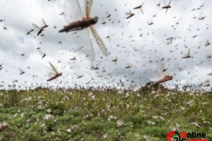 Çekirge istilası nerede? Çekirgeler nereye gidiyor ve hangi ülkeyi bastı?