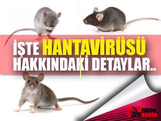 Hanta Virüs Nedir?