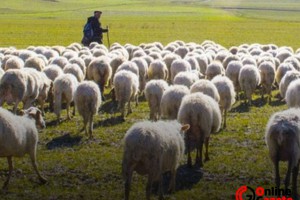 Son dakika... Türkiye'de çoban desteği ödemeleri yapılacak
