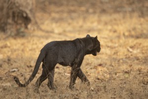 Macaristan'da kara panter paniği
